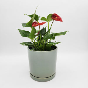 Anthurium Flamingo Flower - 150mm Ceramic Pot - Sydney Only