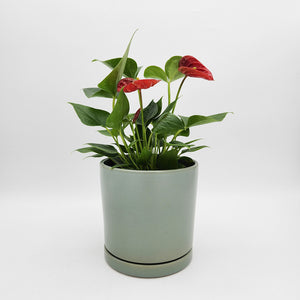 Anthurium Flamingo Flower - 150mm Ceramic Pot - Sydney Only