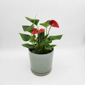 Anthurium Flamingo Flower - 150mm Ceramic Pot - Sydney Only