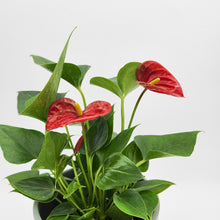 Load image into Gallery viewer, Anthurium Flamingo Flower - 150mm Ceramic Pot - Sydney Only
