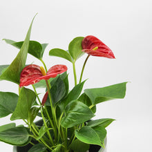 Load image into Gallery viewer, Anthurium Flamingo Flower - 150mm Ceramic Pot - Sydney Only
