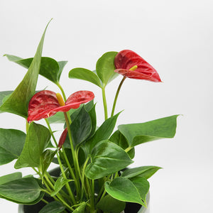 Anthurium Flamingo Flower - 150mm Ceramic Pot - Sydney Only