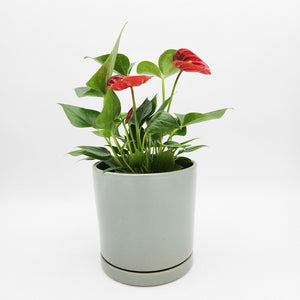 Anthurium Flamingo Flower - 150mm Ceramic Pot - Sydney Only