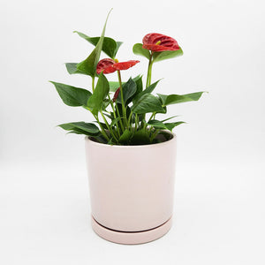 Anthurium Flamingo Flower - 150mm Ceramic Pot - Sydney Only