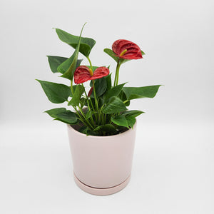 Anthurium Flamingo Flower - 150mm Ceramic Pot - Sydney Only