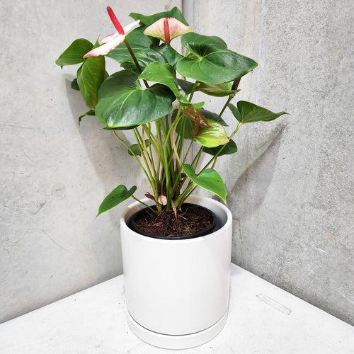 Anthurium Flamingo Flower - Pink White - 210mm Ceramic Pot - Sydney Only