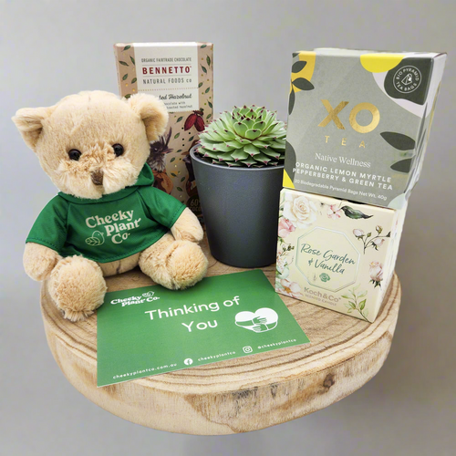 Thinking of You - Succulent Hamper / Succulent Gift Box - Sydney Only