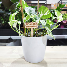 Load image into Gallery viewer, Cheeky Plant Markers (Pack of 6) - Cheeky Plant Co.

