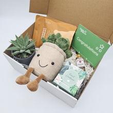 Load image into Gallery viewer, Congratulations - Succulent Hamper / Succulent Gift Box
