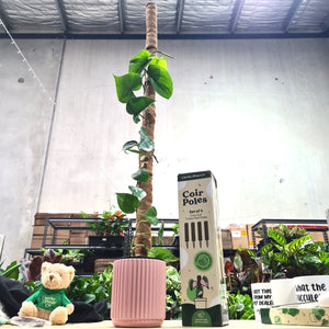 Coco Coir Totem Plant Poles (Pack of 4) - Cheeky Plant Co.