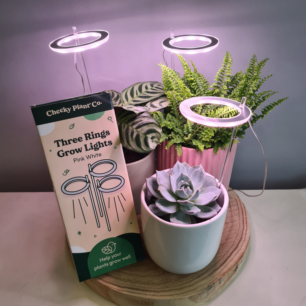 Three Rings Grow Lights - Pink White - Cheeky Plant Co. - International