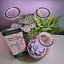 Load image into Gallery viewer, Three Rings Grow Lights - Pink White - Cheeky Plant Co. - International
