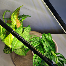 Load image into Gallery viewer, 2 Headed LED Indoor Plant Grow Lights - White - Cheeky Plant Co. - International
