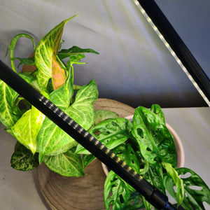 2 Headed LED Indoor Plant Grow Lights - White - Cheeky Plant Co. - International