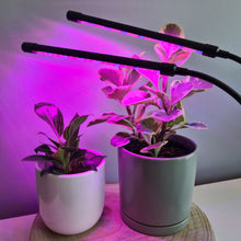 Load image into Gallery viewer, 2 Headed LED Indoor Plant Grow Lights - Red/Blue - Cheeky Plant Co. - International
