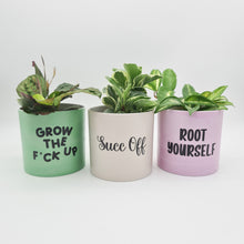 Load image into Gallery viewer, Trio Succ It Up Pots Pack - Cheeky Plant Co. Pots - 12.5cmD x 12cmH - International
