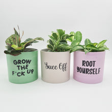 Load image into Gallery viewer, Trio Succ It Up Pots Pack - Cheeky Plant Co. Pots - 12.5cmD x 12cmH - International

