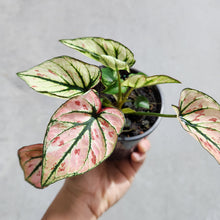 Load image into Gallery viewer, Caladium Strawberry Star - 100mm
