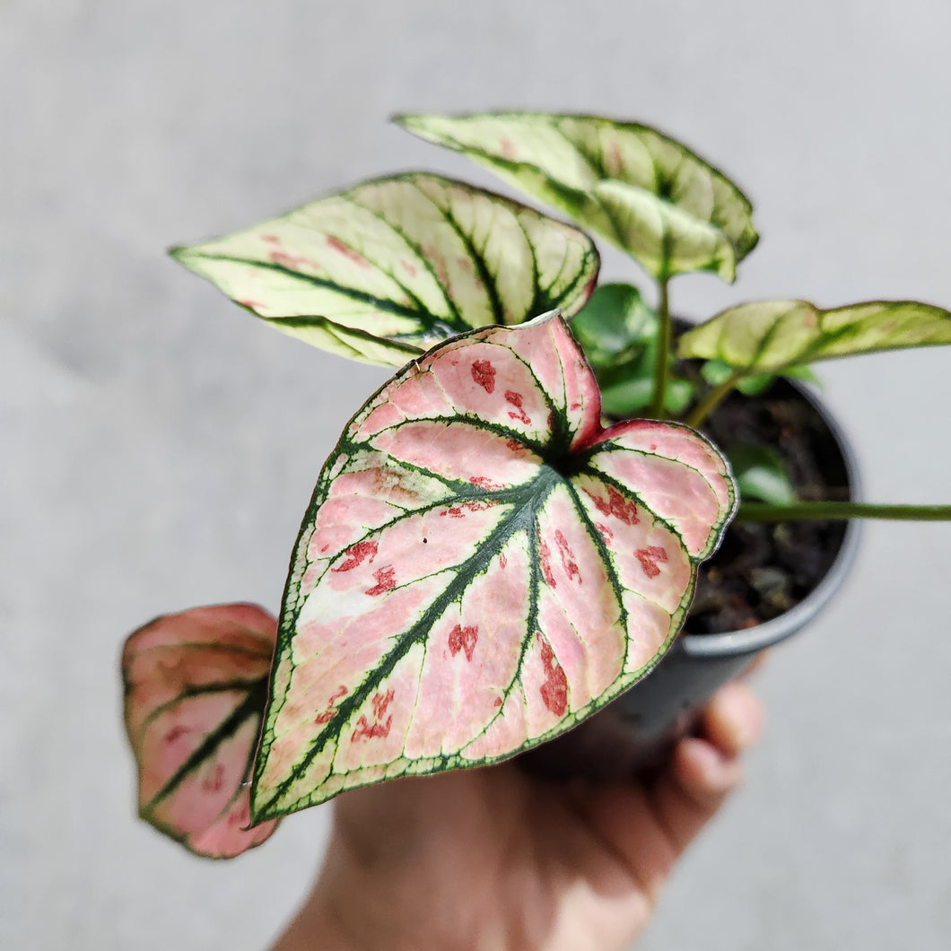 Caladium Strawberry Star - 100mm