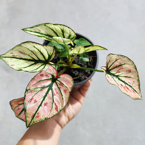 Caladium Strawberry Star - 100mm