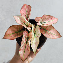 Load image into Gallery viewer, Caladium Strawberry Star - 100mm
