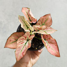 Load image into Gallery viewer, Caladium Strawberry Star - 100mm
