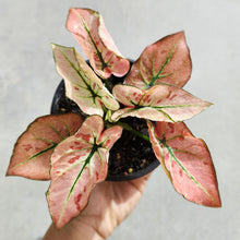 Load image into Gallery viewer, Caladium Strawberry Star - 100mm
