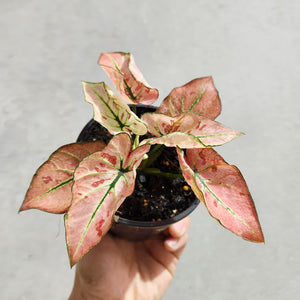 Caladium Strawberry Star - 100mm