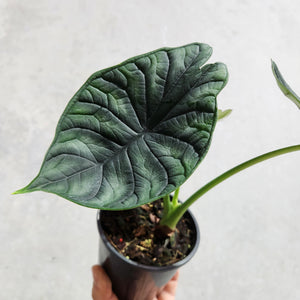 Alocasia Baginda Dragon Scale - 100mm