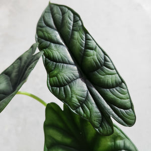 Alocasia Baginda Dragon Scale - 100mm