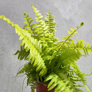 Nephrolepis exaltata / Variegated Boston Tiger Fern - 100mm