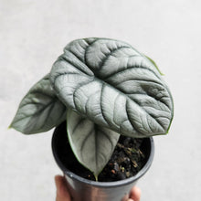 Load image into Gallery viewer, Alocasia Baginda Silver Dragon - 100mm

