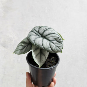 Alocasia Baginda Silver Dragon - 100mm
