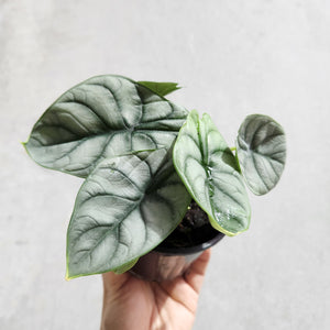 Alocasia Baginda Silver Dragon - 100mm