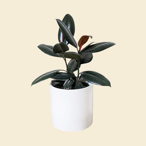 Ficus elastica Burgundy (Rubber Tree Plant) - 180mm Ceramic Pot - Sydney Only