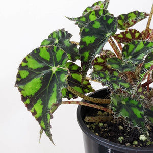 Begonia Rex Tiger Paws - 100mm