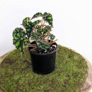 Begonia Rex Tiger Paws - 100mm