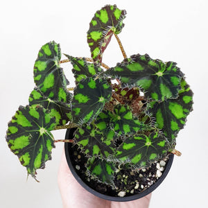 Begonia Rex Tiger Paws - 100mm