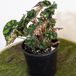 Begonia Rex Tiger Paws - 100mm