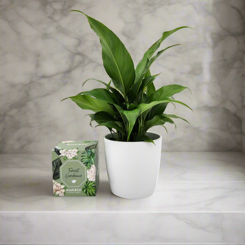 Heartfelt Condolences Gift - Peace Lily & Candle - Sydney Only