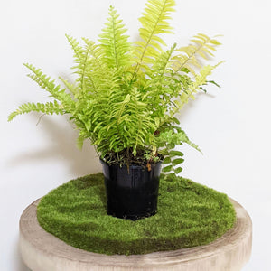 Nephrolepis exaltata / Variegated Boston Tiger Fern - 100mm