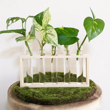 Load image into Gallery viewer, Propagation Station - 5 Tubes - Cheeky Plant Co. - International
