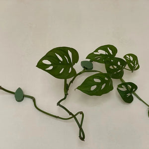 Plant Clips - Pack of 24 - Cheeky Plant Co.