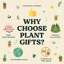 Load image into Gallery viewer, Pamper - Succulent Hamper / Succulent Gift Box
