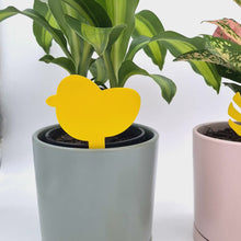 Load and play video in Gallery viewer, Gnat Today - Fungus Gnat Traps (Pack of 12) - Cheeky Plant Co. - International
