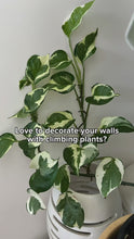 Load and play video in Gallery viewer, Plant Clips - Pack of 24 - Cheeky Plant Co. - International
