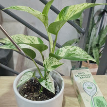 Load and play video in Gallery viewer, Soil Moisture Meter - Cheeky Plant Co. - International
